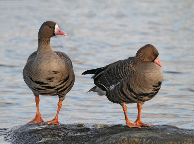 Greater White-fronted Geese, male and female