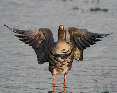 Greater White-fronted Goose