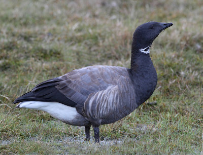 Brent Goose, ad.