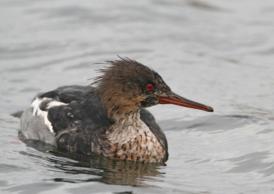 Red-breasted Merganser, male