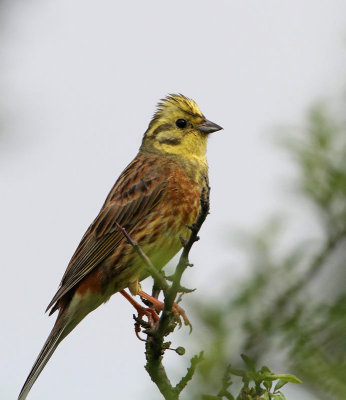 Yellowhammer, male