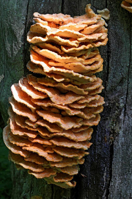 Svavelticka, (Lactiporus sulphureus)