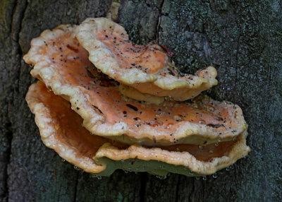 Svavelticka, (Lactiporus sulphureus)