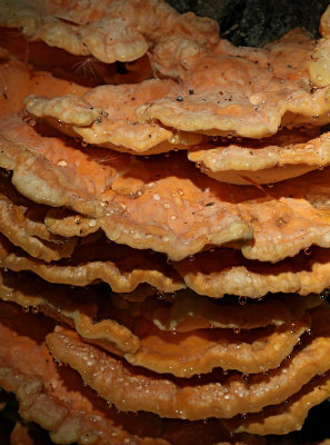 Svavelticka, (Lactiporus sulphureus)