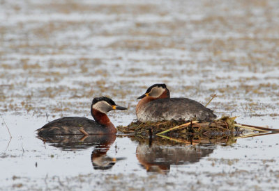 Red-necked Grebe, breeding couple at nest