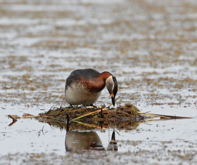 Red-necked Grebe, fixing the nest 