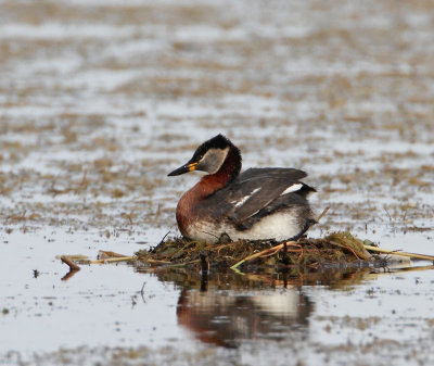 Red-necked Grebe, at nest