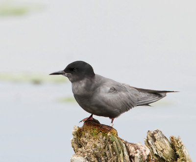 Black Tern, female, summer