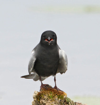Black Tern, male, summer