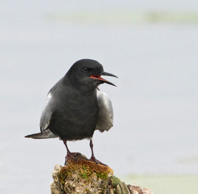 Black Tern, male, summer