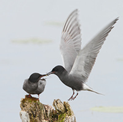 Black Tern, male feeding female