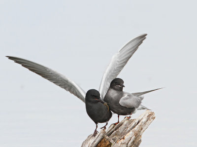 Black Tern, breeding couple
