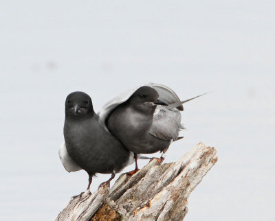 Black Tern, breeding couple