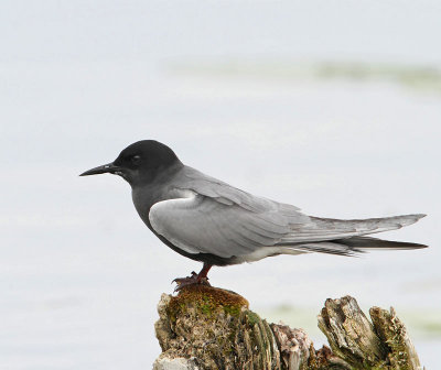 Black Tern, male, summer