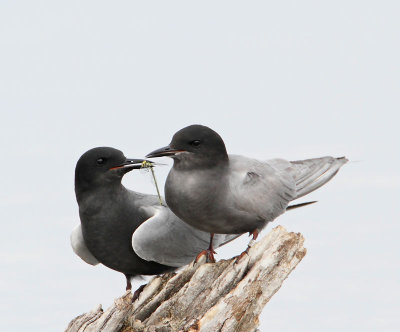 Black Tern, male feeding female