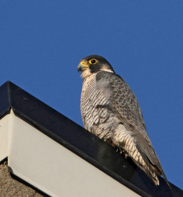Peregrine Falcon, adult