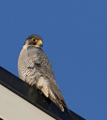 Peregrine Falcon, adult