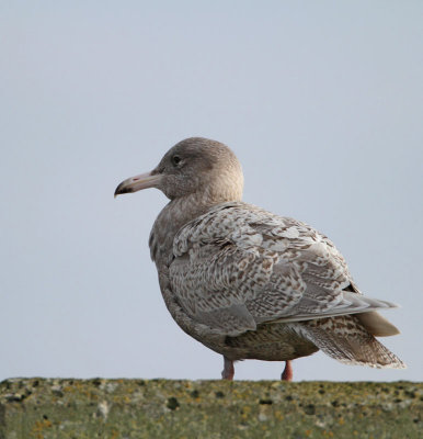 Glaucous Gull, 2nd cy, February