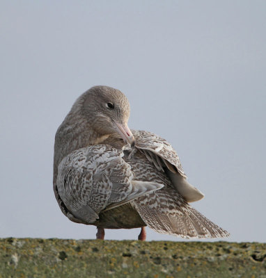 Glaucous Gull, 2nd cy, February