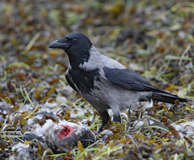 Hooded Crow, eating on a dead duck