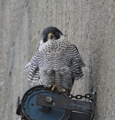 Peregrine Falcon, adult