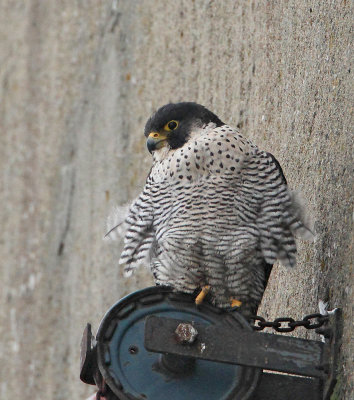 Peregrine Falcon, adult