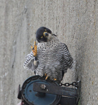 Peregrine Falcon, adult