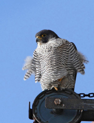 Peregrine Falcon, adult