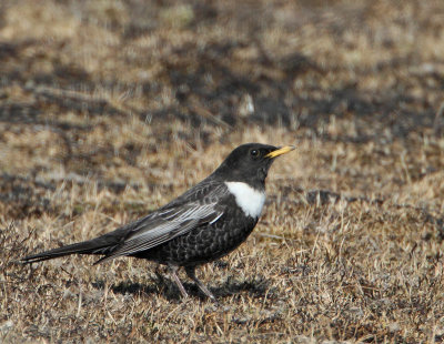 Ring Ouzel, ringtrast, ad. male