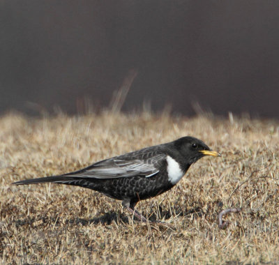Ring Ouzel, ad. male with food