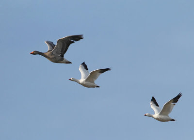 Ross's Geese and Greylag Goose, Dvrgsngss och grgs