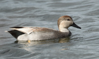 Canard chipeau
