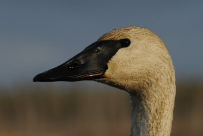 Cygne Trompette 