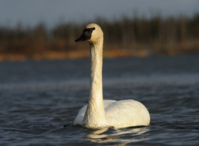 Cygne Trompette 