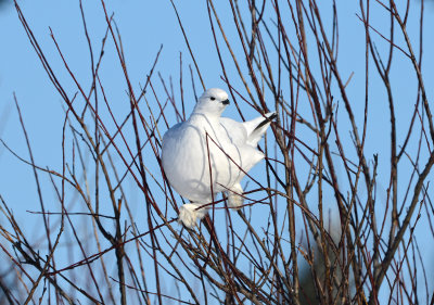 Lagopde des saules