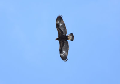 Aigle Royal