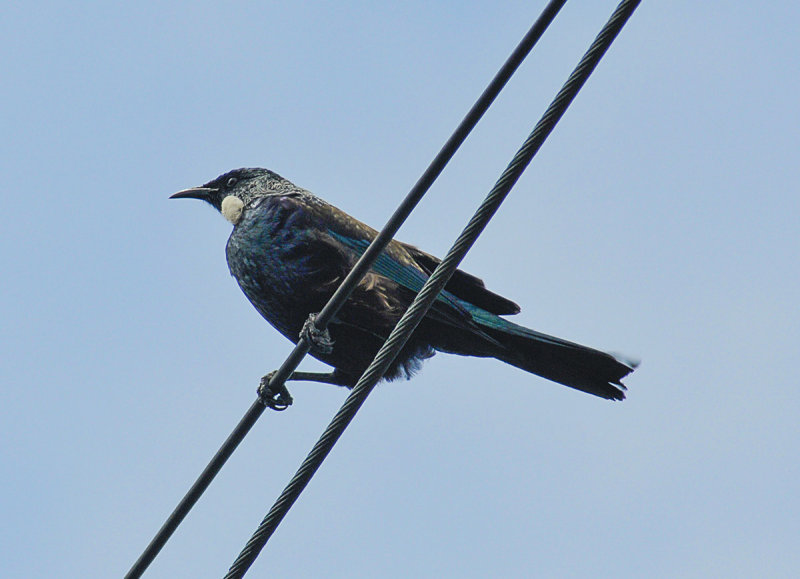 The tui sat on the wires and made sounds like a bellbird