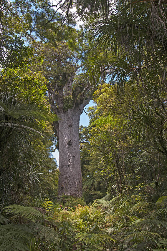 Tane Mahuta