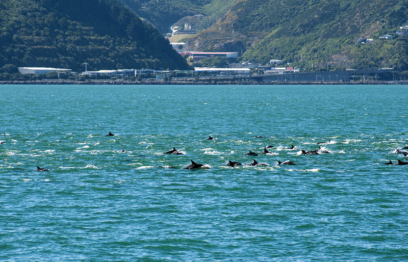 28a February 2013 - The pod of dolphins in Wellington Harbour