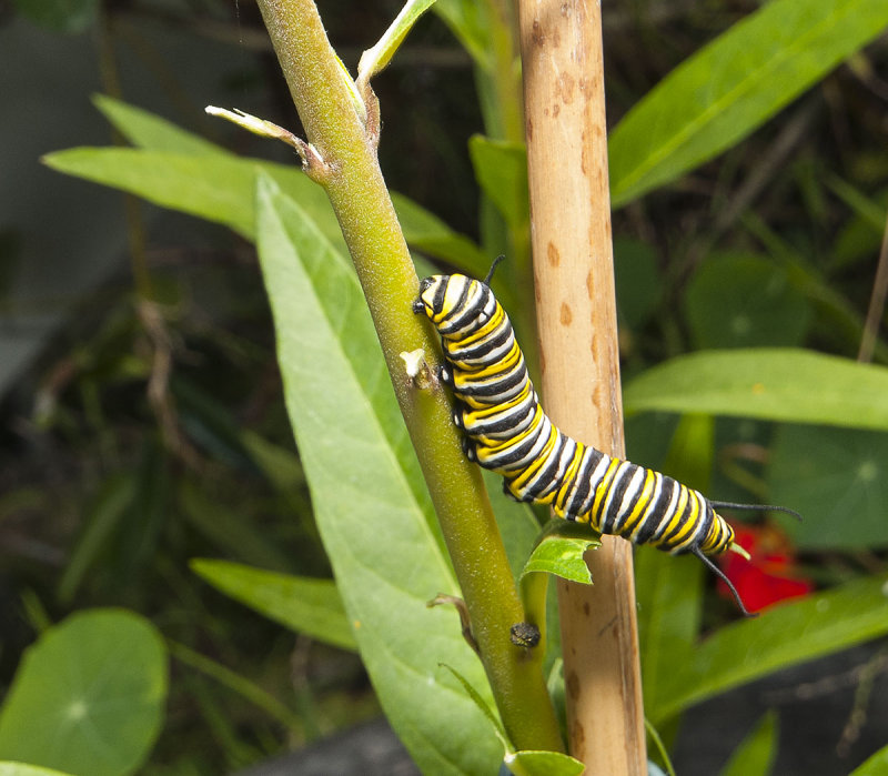 15 March 2013 - caterpillar