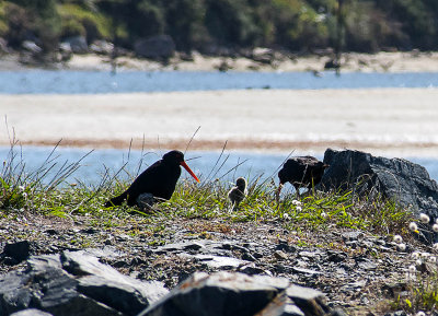2 Oyster catchers with a chick