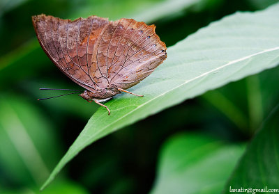 Butterfly Farm