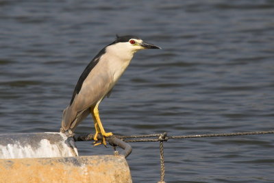 My favorite birds