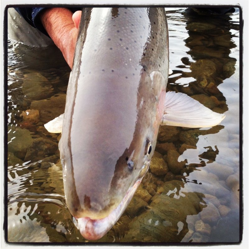 Skeena