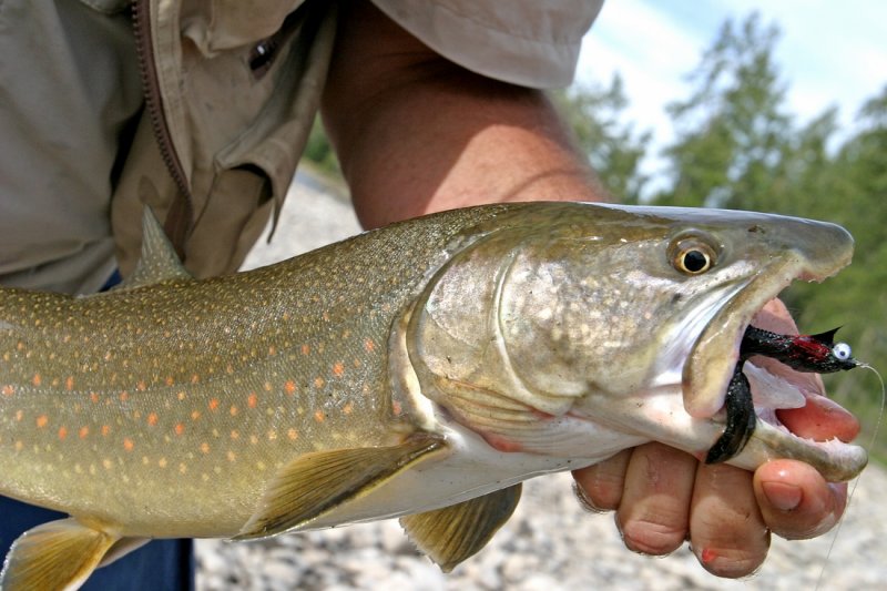 Elk River Bully