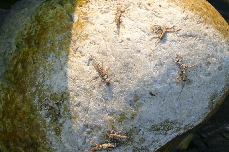 Stonefly Husks