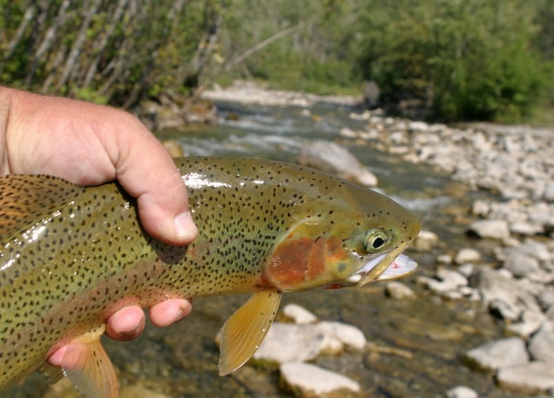 Fish in Hand