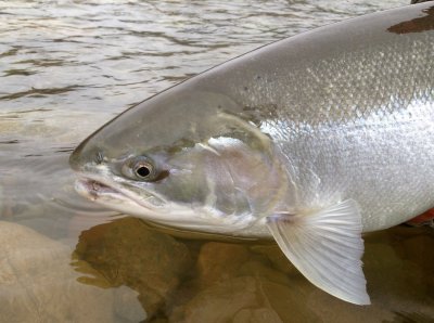Skeena