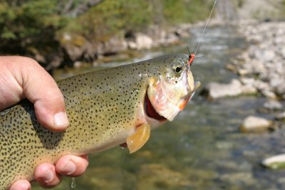 Backcountry Cuttie