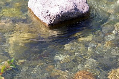 See the Bull Trout?